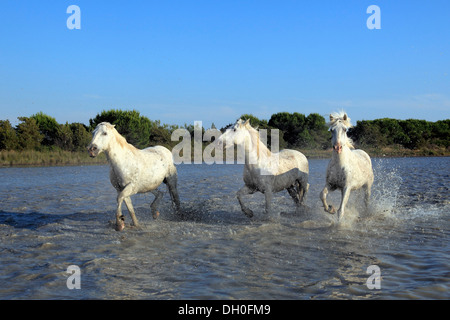 Camargue horses (Equus ferus caballus) running through the water, Saintes-Maries-de-la-Mer, Département Bouches-du-Rhône, Stock Photo