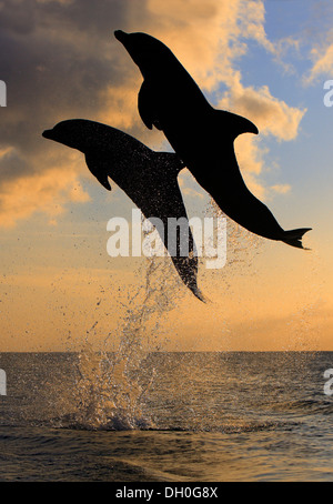 Bottlenose Dolphin (Tursiops truncatus), two dolphins leaping out of the water at dusk, captive, Honduras