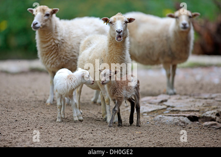 Domestic Sheep (Ovis aries), adult animals with lambs, Germany Stock Photo