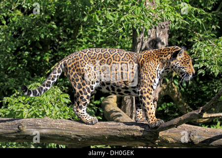 Jaguar (Panthera onca), on a tree, native to South America, captive, Krefeld, North Rhine-Westphalia, Germany Stock Photo