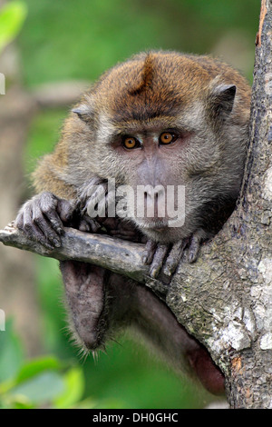 Cynomolgus Monkey, Crab-eating Macaque or Long-tailed Macaque (Macaca fascicularis), Labuk Bay, Sabah, Borneo, Malaysia Stock Photo