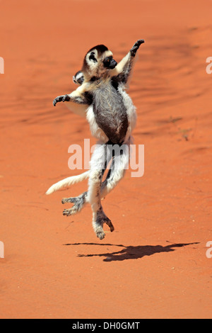 Verreaux's Sifaka (Propithecus verreauxi), female with an infant, jumping, Berenty Reservat, Madagascar