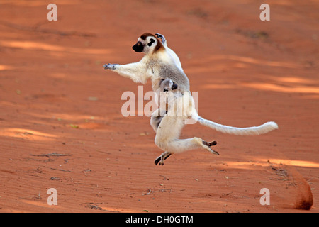 Verreaux's Sifaka (Propithecus verreauxi), female with an infant, jumping, Berenty Reservat, Madagascar