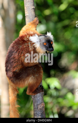 Black Lemur (Eulemur macaco), female on a tree, Nosy Komba, Madagascar
