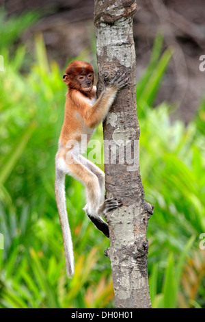 Proboscis Monkey (Nasalis larvatus), infant climbing a tree, Labuk Bay, Sabah, Borneo, Malaysia Stock Photo