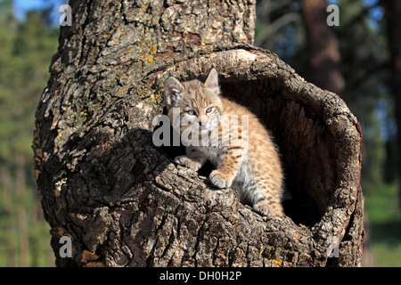 Bobcat (Lynx rufus), kitten, eight weeks, in its den, captive, Montana, United States Stock Photo