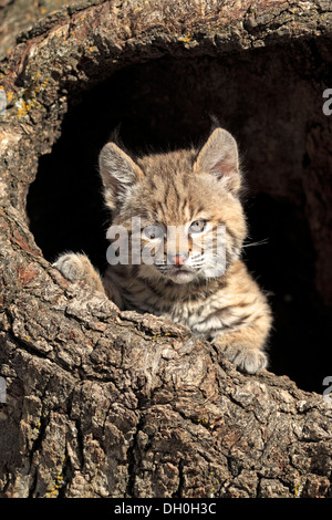 Bobcat (Lynx rufus), kitten, eight weeks, in its den, captive, Montana, United States Stock Photo