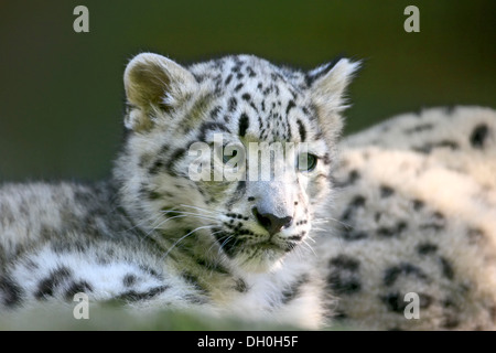 Snow Leopard (Uncia uncia), cub, native to Asia, captive, Nuremberg, Middle Franconia, Bavaria, Germany Stock Photo