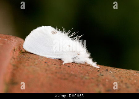 Yellow-Tail Moth; Euproctis similis; UK Stock Photo