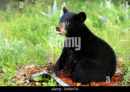 American Black Bear (Ursus americanus), cub, six months, captive, Montana, United States Stock Photo