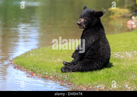 American Black Bear (Ursus americanus), cub, six months, captive, Montana, United States Stock Photo