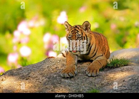 Sumatran Tiger (Panthera tigris sumatrae), cub, native to Asia, captive, Krefeld, North Rhine-Westphalia, Germany Stock Photo