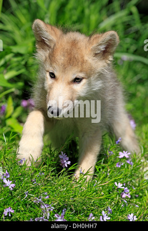 Wolf (Canis lupus), pup, eight weeks old, in a meadow, captive, Kalispell, Montana, United States Stock Photo