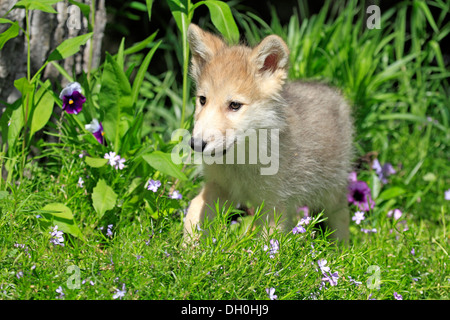 Wolf (Canis lupus), puppy, eight weeks old, in a meadow, captive, Kalispell, Montana, United States Stock Photo