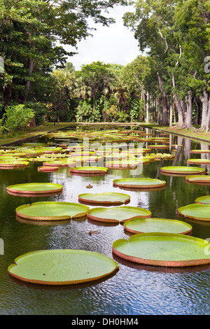 The lake in park with Victoria amazonica, Stock Photo