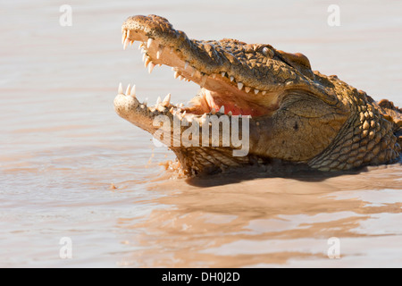 Nile crocodile (Crocodylus niloticus) in water, Tshukudu Game Lodge, Hoedspruit, Greater Kruger National Park, Limpopo Province Stock Photo