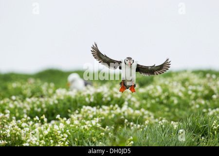 Atlantic puffin (Fratercula arctica), Farne Islands, Northumberland, England, United Kingdom, Europe Stock Photo