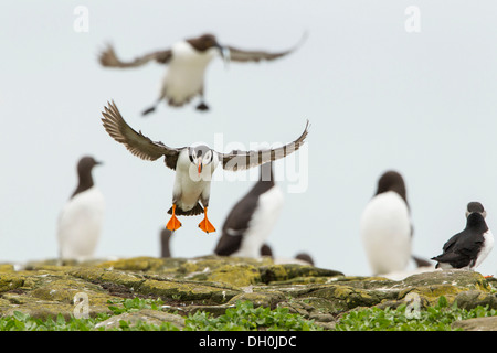 Atlantic puffins (Fratercula arctica), Farne Islands, Northumberland, England, United Kingdom, Europe Stock Photo