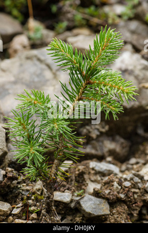 Young spruce tree (Picea), Oberstdorf, Allgaeu, Bavaria Stock Photo