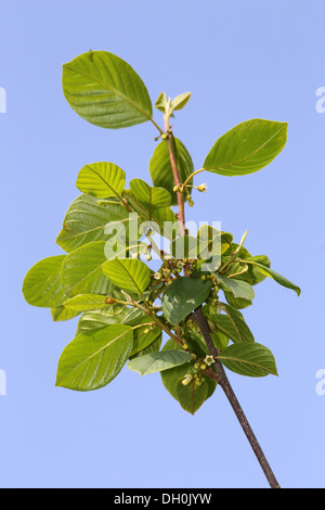 Flowering Frangula alnus, Alder Buckthorn Stock Photo