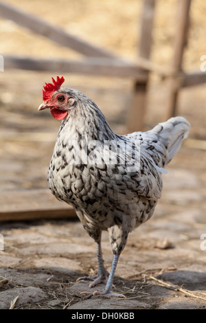 Domestic Fowl (Gallus gallus domesticus), Hesse Stock Photo