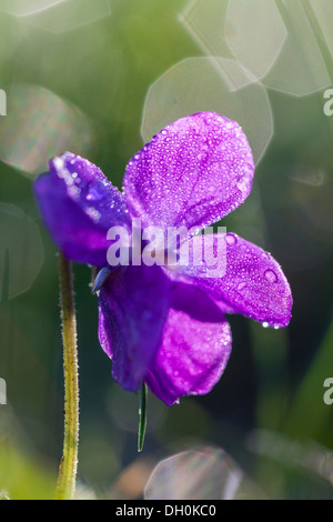 Sweet Violet or English Violet (Viola odorata), Hesse Stock Photo