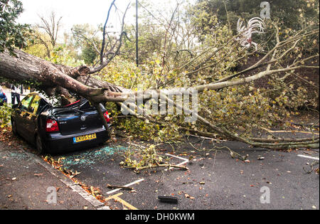 London, UK. 28th Oct, 2013. A tree uprooted by gale force winds on Monday morning, crushes a Volkswagen Polo in Highgate, The storm, called St Jude, brought the windiest weather to hit the UK since 1987. North London Credit:  galit seligmann/Alamy Live News Stock Photo