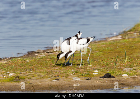 Avocets (Recurvirostra avosetta), foraging for food, Fehmarn, Wallnau, Schleswig-Holstein, Germany Stock Photo