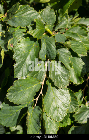 Vernal Witch-Hazel, Hamamelis vernalis, Longwood Gardens, Kennett Square, Pennsylvania, USA Stock Photo