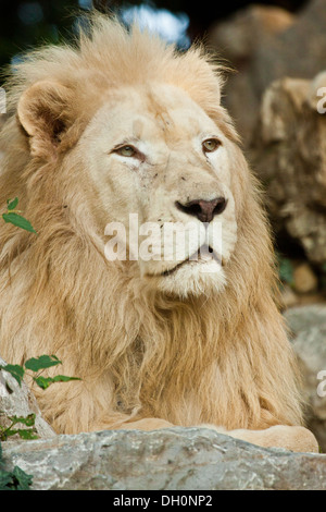 Transvaal lion (Panthera leo krugeri) Stock Photo