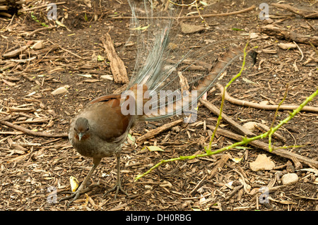 Superb Lyrebird at Healesville Sanctuary near Melbourne, Victoria, Australia Stock Photo