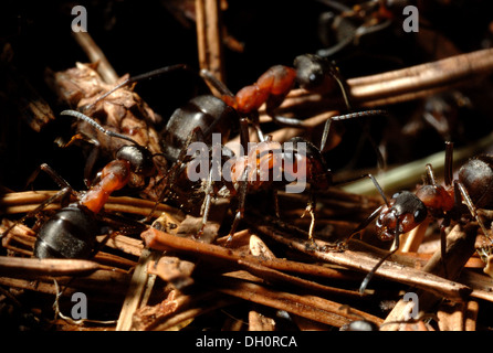 Formica rufa or southern wood ants in conifer plantation at fingle wood dartmoor devon uk Stock Photo