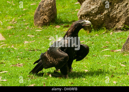 Wedge-tailed Eagle at Healesville Sanctuary near Melbourne, Victoria, Australia Stock Photo