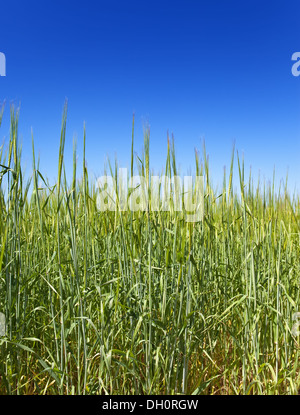 Ears of wheat on sky background Stock Photo - Alamy