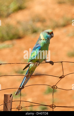 Mallee Ringneck at Mungo National Park, NSW, Australia Stock Photo