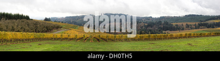 Dundee Oregon Vineyards on Rolling Hills with Morning Fog in Fall Season Sweeping View Panorama Stock Photo