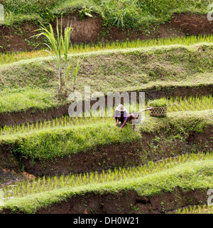 Rice terraces near Ubud, central Bali, Bali, Indonesia, Southeast Asia Stock Photo