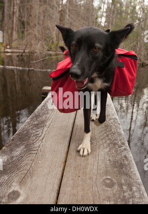 Pack dog, sled dog, Alaskan Husky, carrying dog packs, backpacks, wooden boardwalk, swamp, Chilkoot Trail, Chilkoot Pass, Alaska Stock Photo