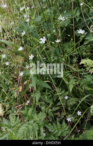 Grassleaf Starwort, Stellaria graminea Stock Photo