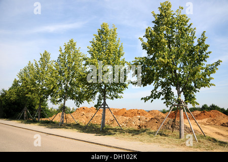 Small-leaved Lime Stock Photo