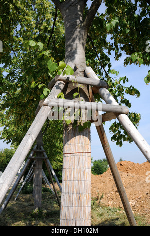 Small-leaved Lime Stock Photo