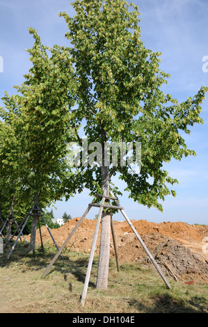 Small-leaved Lime Stock Photo