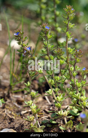 Corn speedwell, Veronica arvensis Stock Photo