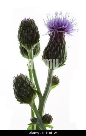 Cirsium arvensis, Creeping Thistle Stock Photo