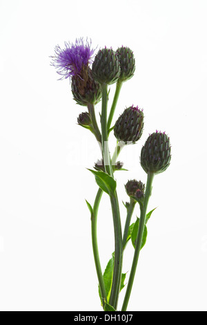 Cirsium arvensis, Creeping Thistle Stock Photo