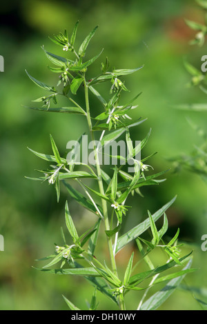 Common Gromwell, Lithospermum officinale Stock Photo