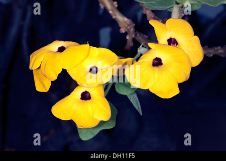 Flowers of Madagascan Succulent Sesame Shrub/ Mousetrap Tree/ Farehita / Farehitsy- Uncarina grandidieri - Family Pedialaceae Stock Photo