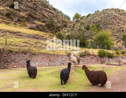 Farm of llama,alpaca,Vicuna in Peru,South America. Andean animal.Llama is South American camelid Stock Photo