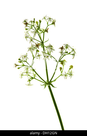 Galium mollugo, Upright Bedstraw Stock Photo