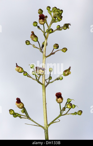 Woodland Figwort, Scrophularia nodosa Stock Photo